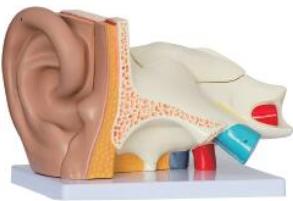 耳（外、中、內）解剖